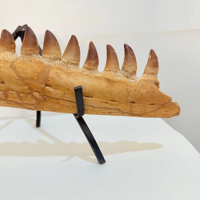 Fossilized Mosasaur Jaw – Genuine Cretaceous Fossil from Morocco - Image 3