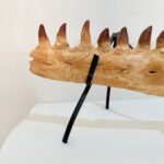Museum-Quality Fossil Mosasaurus Jaw – Ancient Marine Reptile - Image 3