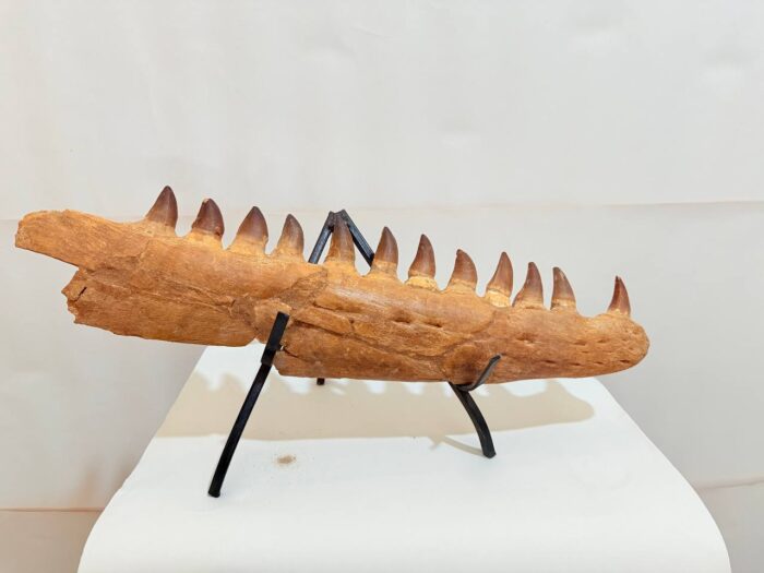 Rare Mosasaurus Jaw Fossil – Prehistoric Marine Reptile from the Dinosaur Age - Image 3