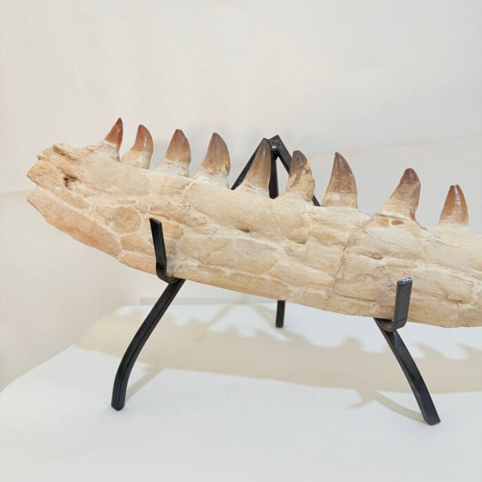 Museum-Quality Fossil Mosasaurus Jaw – Ancient Marine Reptile from the Late Cretaceous - Image 4