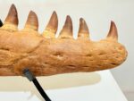 Rare Mosasaurus Jaw Fossil – Prehistoric Marine Reptile from the Dinosaur Age - Image 4