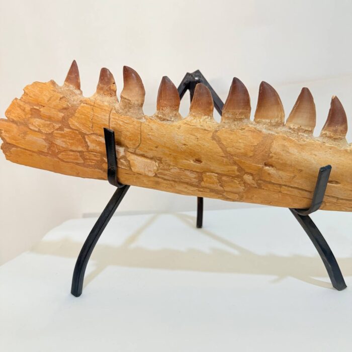 Fossilized Mosasaur Jaw – Genuine Cretaceous Fossil from Morocco - Image 4