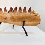 Museum-Quality Fossil Mosasaurus Jaw – Ancient Marine Reptile - Image 4
