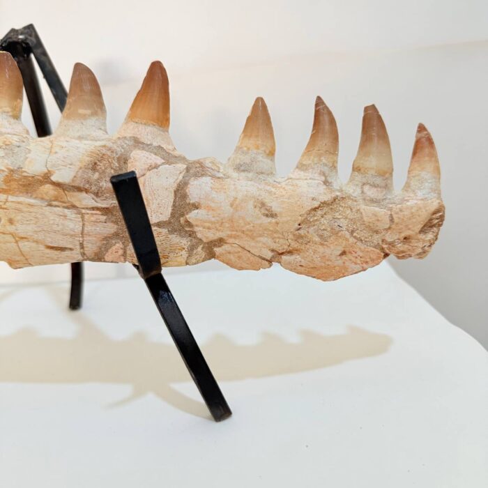 Museum-Quality Fossil Mosasaurus Jaw – Ancient Marine Reptile - Image 4