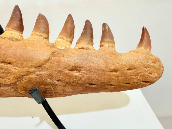 Rare Mosasaurus Jaw Fossil – Prehistoric Marine Reptile from the Dinosaur Age - Image 4