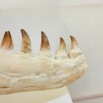 Museum-Quality Fossil Mosasaurus Jaw – Ancient Marine Reptile from the Late Cretaceous - Image 5