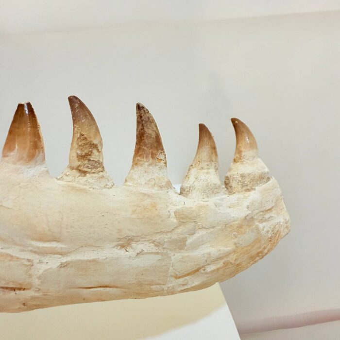Museum-Quality Fossil Mosasaurus Jaw – Ancient Marine Reptile from the Late Cretaceous - Image 5