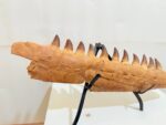 Rare Mosasaurus Jaw Fossil – Prehistoric Marine Reptile from the Dinosaur Age - Image 5