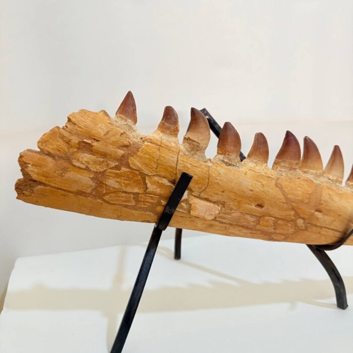 Fossilized Mosasaur Jaw – Genuine Cretaceous Fossil from Morocco - Image 5