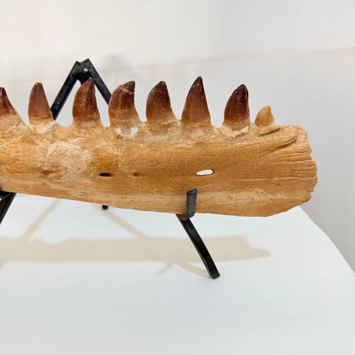 Museum-Quality Fossil Mosasaurus Jaw – Ancient Marine Reptile - Image 5