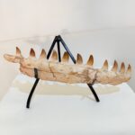 Museum-Quality Fossil Mosasaurus Jaw – Ancient Marine Reptile - Image 5