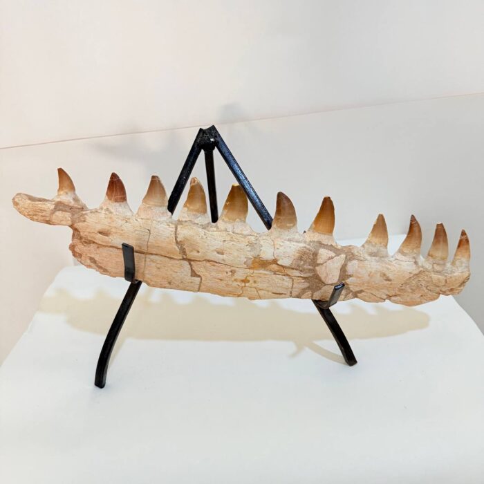 Museum-Quality Fossil Mosasaurus Jaw – Ancient Marine Reptile - Image 5