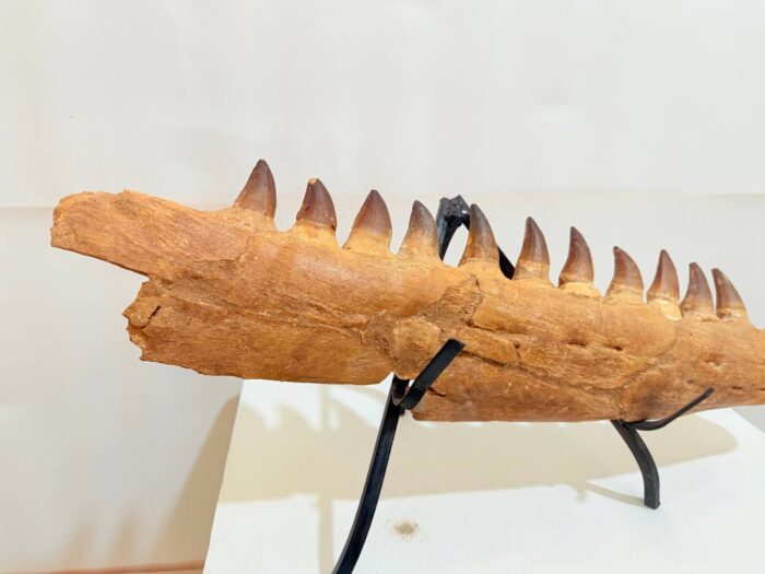 Rare Mosasaurus Jaw Fossil – Prehistoric Marine Reptile from the Dinosaur Age - Image 5
