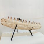 Museum-Quality Fossil Mosasaurus Jaw – Ancient Marine Reptile from the Late Cretaceous - Image 6