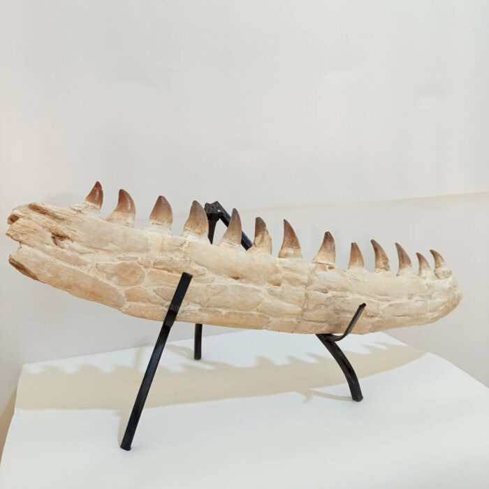 Museum-Quality Fossil Mosasaurus Jaw – Ancient Marine Reptile from the Late Cretaceous - Image 6