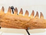Rare Mosasaurus Jaw Fossil – Prehistoric Marine Reptile from the Dinosaur Age - Image 6