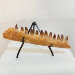 Fossilized Mosasaur Jaw – Genuine Cretaceous Fossil from Morocco