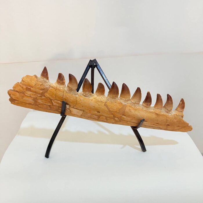 Fossilized Mosasaur Jaw – Genuine Cretaceous Fossil from Morocco - Image 1