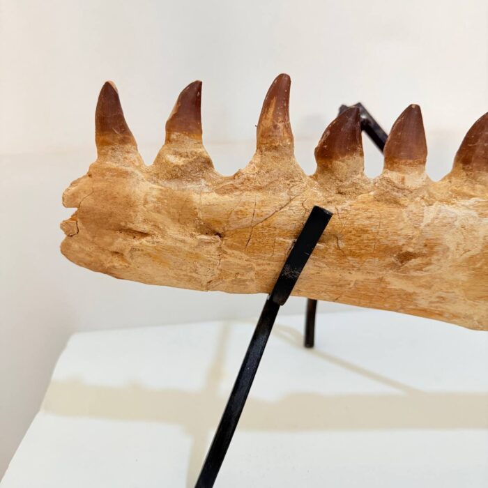 Museum-Quality Fossil Mosasaurus Jaw – Ancient Marine Reptile - Image 6