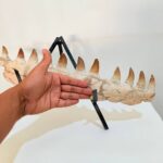 Museum-Quality Fossil Mosasaurus Jaw – Ancient Marine Reptile - Image 6