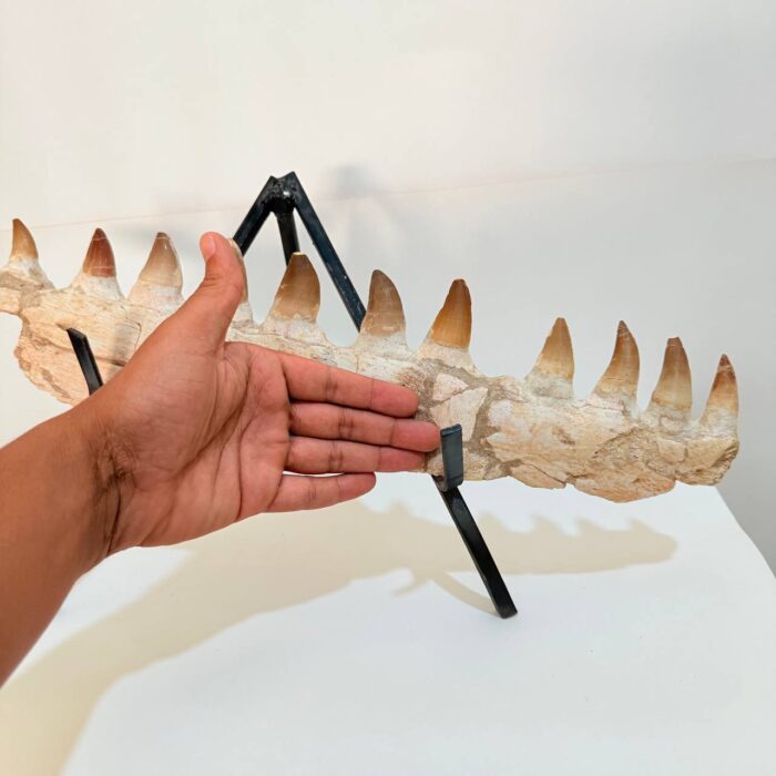 Museum-Quality Fossil Mosasaurus Jaw – Ancient Marine Reptile - Image 6