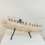 Museum-Quality Fossil Mosasaurus Jaw – Ancient Marine Reptile from the Late Cretaceous - Image 7