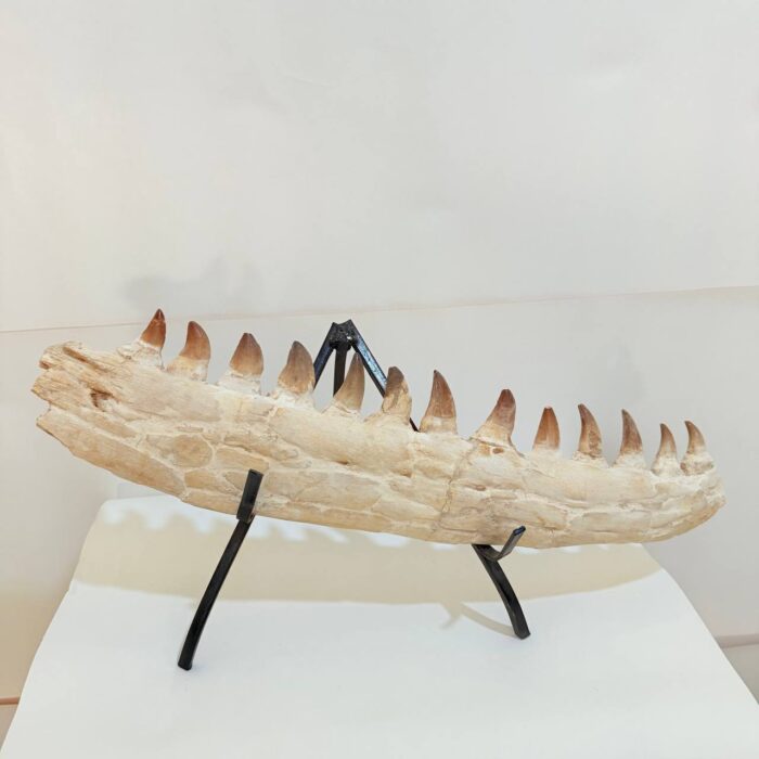 Museum-Quality Fossil Mosasaurus Jaw – Ancient Marine Reptile from the Late Cretaceous - Image 7