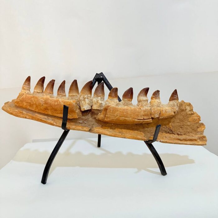 Fossilized Mosasaur Jaw – Genuine Cretaceous Fossil from Morocco - Image 7