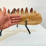 Museum-Quality Fossil Mosasaurus Jaw – Ancient Marine Reptile - Image 7