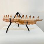 Museum-Quality Fossil Mosasaurus Jaw – Ancient Marine Reptile - Image 7