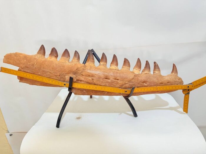 Rare Mosasaurus Jaw Fossil – Prehistoric Marine Reptile from the Dinosaur Age - Image 7