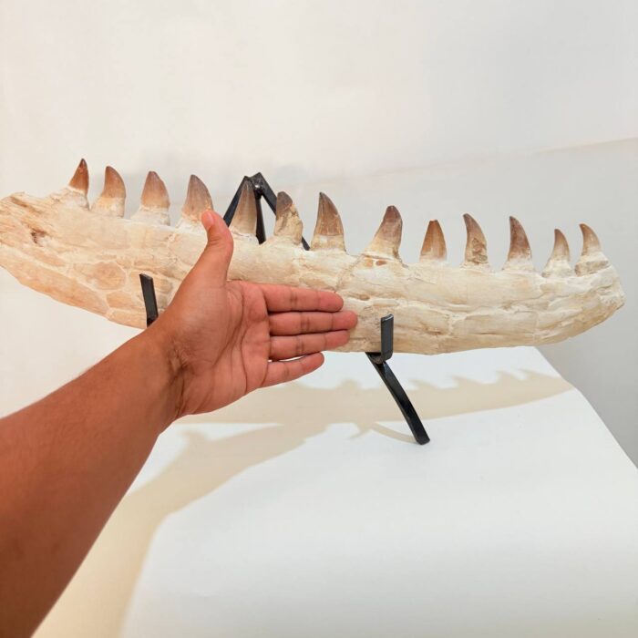 Museum-Quality Fossil Mosasaurus Jaw – Ancient Marine Reptile from the Late Cretaceous - Image 8