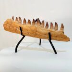 Fossilized Mosasaur Jaw – Genuine Cretaceous Fossil from Morocco - Image 8