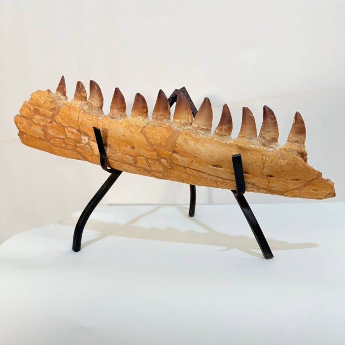 Fossilized Mosasaur Jaw – Genuine Cretaceous Fossil from Morocco - Image 8