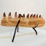 Museum-Quality Fossil Mosasaurus Jaw – Ancient Marine Reptile - Image 8