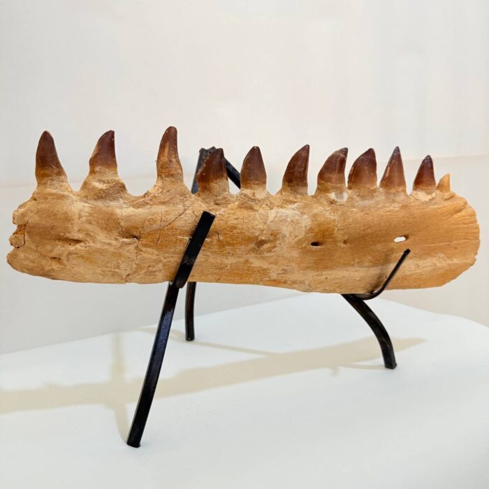 Museum-Quality Fossil Mosasaurus Jaw – Ancient Marine Reptile - Image 8