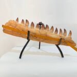 Fossilized Mosasaur Jaw – Genuine Cretaceous Fossil from Morocco - Image 9