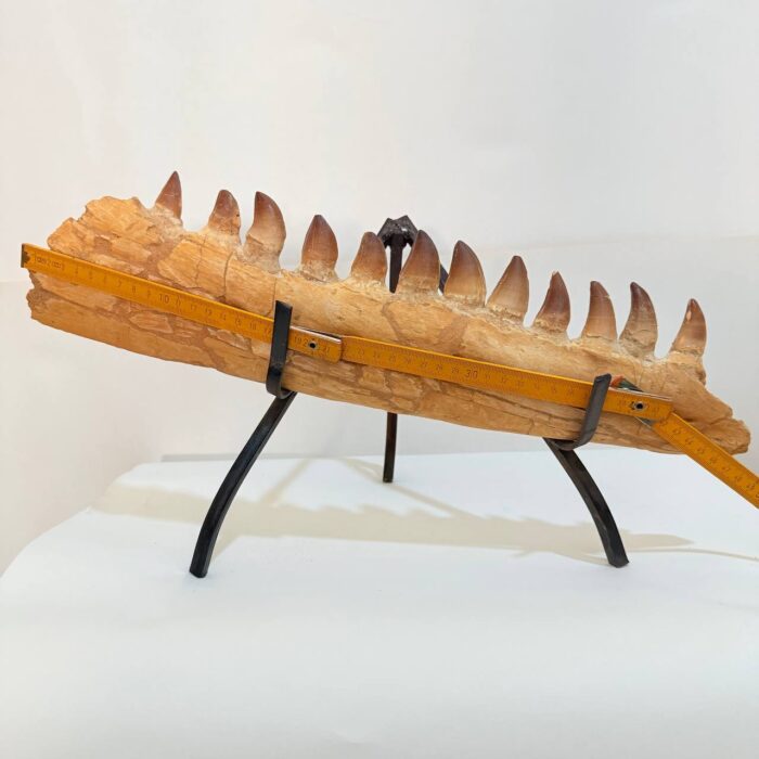Fossilized Mosasaur Jaw – Genuine Cretaceous Fossil from Morocco - Image 9