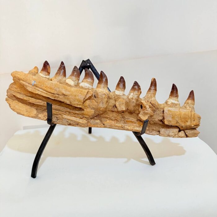 Museum-Quality Fossil Mosasaurus Jaw – Ancient Marine Reptile - Image 9