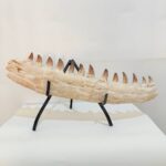 Museum-Quality Fossil Mosasaurus Jaw – Ancient Marine Reptile from the Late Cretaceous