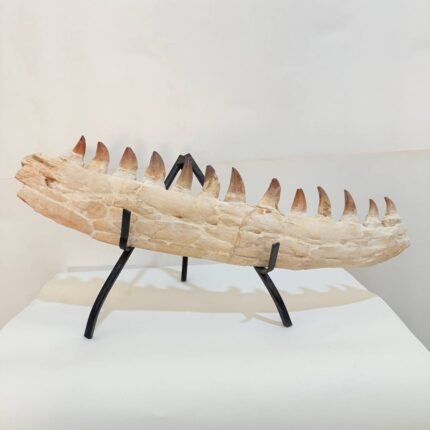 Museum-Quality Fossil Mosasaurus Jaw – Ancient Marine Reptile from the Late Cretaceous