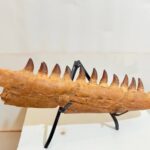 Rare Mosasaurus Jaw Fossil – Prehistoric Marine Reptile from the Dinosaur Age