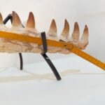 Museum-Quality Fossil Mosasaurus Jaw – Ancient Marine Reptile - Image 10