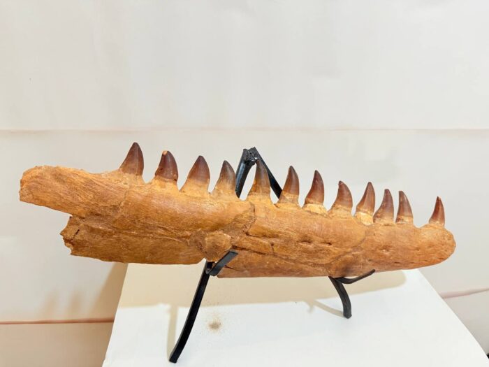 Rare Mosasaurus Jaw Fossil – Prehistoric Marine Reptile from the Dinosaur Age - Image 1