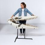 Mosasaurus beaugei Skull – 43.7" Museum-Grade Fossil Specimen - Image 16