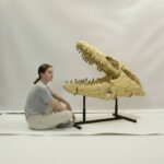 100 cm Mosasaurus skull fossil – authentic museum fossil from Morocco