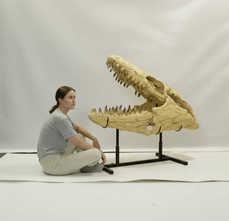 Real mosasaurus skull massive dinosaur skull (1) 100 cm Mosasaurus skull fossil – authentic museum fossil from Morocco