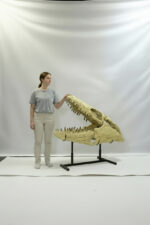 100 cm Mosasaurus skull fossil – authentic museum fossil from Morocco