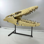 100 cm Mosasaurus skull fossil – authentic museum fossil from Morocco