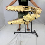 Authentic Mosasaurus Skull Fossil – 125 cm | Museum-Grade